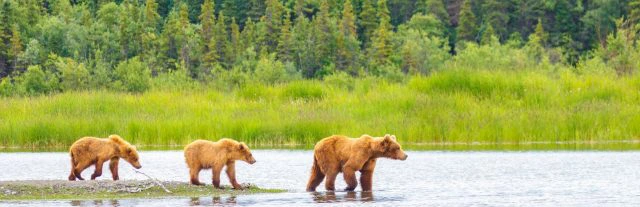 Rondreis Alaska: Wildlife en de ruigste National Parks (Riksja)