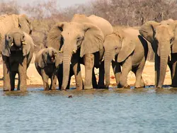 Ultiem Namibië & Botswana on a budget (Riksja)