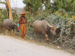 Rondreis 1: On the road to Mandalay (Riksja)