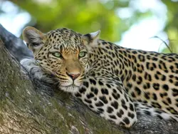 Op zoek naar de Big Five - Join in safari (Riksja)