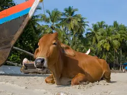 Go India en Goa (Riksja)