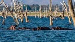 Safari Cruise along the Zambezi River - South Africa, Botswana, Namibia, Zimbabwe (port-to-port cruise) (Croisi Voyages)