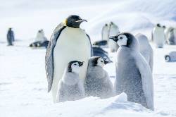 Mar de Weddell - En busca del pingüino Emperador, incl. Helicópteros (Oceanwide)