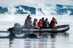 Antarctica - Polar Circle - Whale watching voyage