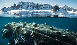 Antarctica - Polar Circle - Deep South Voyage