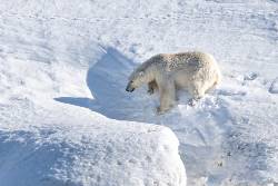 North Spitsbergen, In search of Polar Bear & Pack Ice Summer Solstice, Arc of Meridian