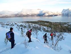 North Norway, Aurora Borealis & Whales - Christmas