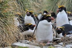 Falkland Islands - South Georgia - Antarctica - Birding