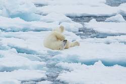 North Spitsbergen, In search of Polar Bear & birds - Summer Solstice