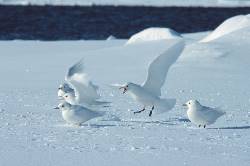 North Spitsbergen, Arctic Spring - Birding