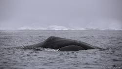 North Spitsbergen, Polar Bears & Bowhead Whales in pack-ice