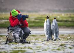 Falkland Islands - South Georgia - Antarctic Peninsula