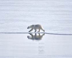 North Spitsbergen Explorer - Into the pack ice - Summer Solstice