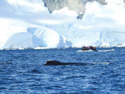 Antarctica - Beyond the Polar Circle - whale watching