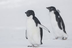 Entfernte Weddellmeer-Forscher - inkl. Hubschrauber (Oceanwide)