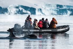 Antarctica - Whale watching (Oceanwide)