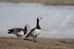 Arktischer Ozean, Fair Isle - Jan Mayen – Eiskante - Spitzbergen, Vogelbeobachtung - Sommersonnenwende (Oceanwide)