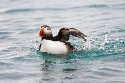 Rundum Spitzbergen - Im Reich von Eisbär & Eis (Oceanwide)