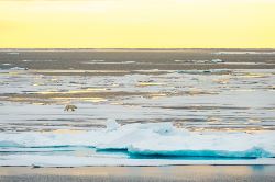 Around Spitsbergen incl. Nordaustlandet (Oceanwide)