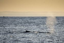 Groenlandia Oriental, Scoresby Sund - Islandia , Aurora Boreal, Fly & Sail (Oceanwide)