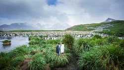 Falkland Islands - South Georgia - Antarctic Peninsula - Birding (Oceanwide)
