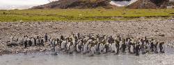 South Georgia and Antarctic Peninsula: Penguin Safari (Quark)