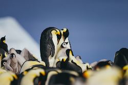 Emperor Penguin Quest: Expedition to Snow Hill (Quark)