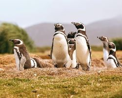Penguins of the Far South: Falklands, South Georgia and Antarctica (Quark)