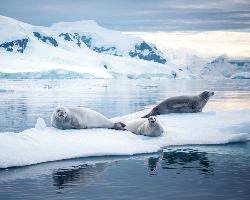 Antarctic Peninsula: Crossing the Circle (Quark)