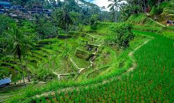 Combinatiereis Bali & Lombok (Bali Travel)