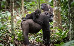 Odzala gorilla trekking (Sundowner Wildlife Holidays)
