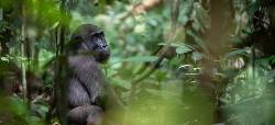 Rondreis Gabon en São Tomé e Principe (Sundowner Wildlife Holidays)