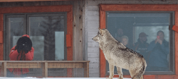 Hudson Bay de grootste wolven ter wereld (Sundowner Wildlife Holidays)