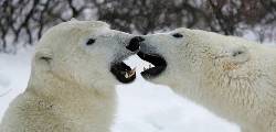 IJsberen Canada reis vanuit Churchill (Sundowner Wildlife Holidays)