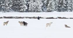 Yellowstone wolven fotoreis (Sundowner Wildlife Holidays)