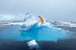 Cruise Spitsbergen walrussen & ijsberen (Sundowner Wildlife Holidays)