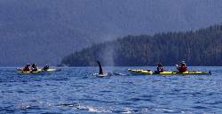 Kajakken met orka’s in Canada (Sundowner Wildlife Holidays)
