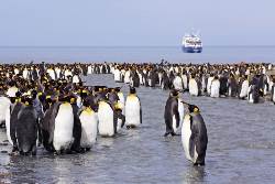 Picture:Antarktis: Die große Reise