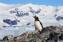 Antarktis: Im Reich der Pinguine (Diamir)