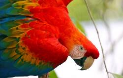 Brasilien | Amazonas • Pantanal: Naturparadiese im Land der tausend Farben (Diamir)