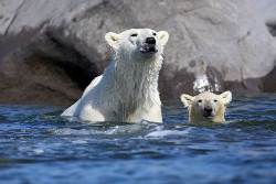 Kanada | Manitoba: Eisbären und Belugas am Churchill River (Diamir)