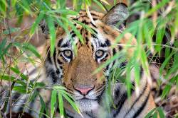 Indien: Der Tiger im Fokus (Diamir)