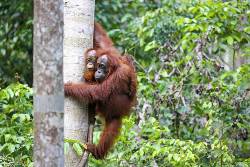 Malaysia | Borneo: Auf der Spur der letzten Zwergelefanten (Diamir)