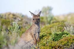 Australien | Indonesien: Auf Safari mit Kängurus und Drachen (Diamir)