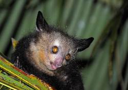 Madagaskar: Lemurensafari und Chamäleons (Diamir)