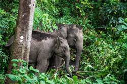 Thailand: Dschungelbuch Siam (Diamir)