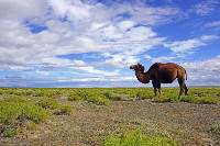 Picture:Mongolei: Zu Besuch im sagenhaften Großreich der Khane und Reiternomaden