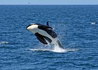 Japan: Von Honshu nach Hokkaido (Diamir)