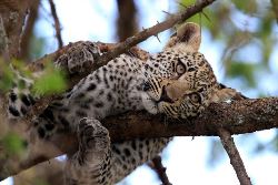 Picture:Tansania: Serengeti-Fotocampus zur großen Migration