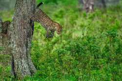 Tansania: Abenteuer Kilimanjaro über die Lemosho-Route mit Safari (Diamir)